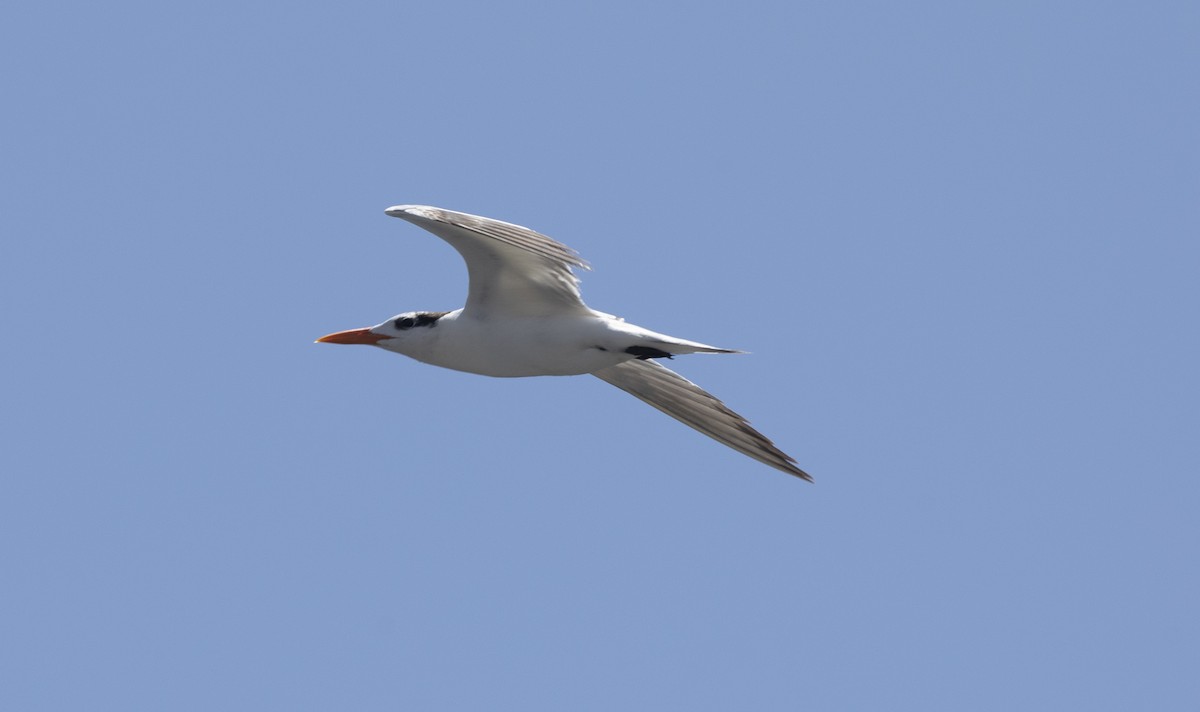 Royal Tern - ML305403431