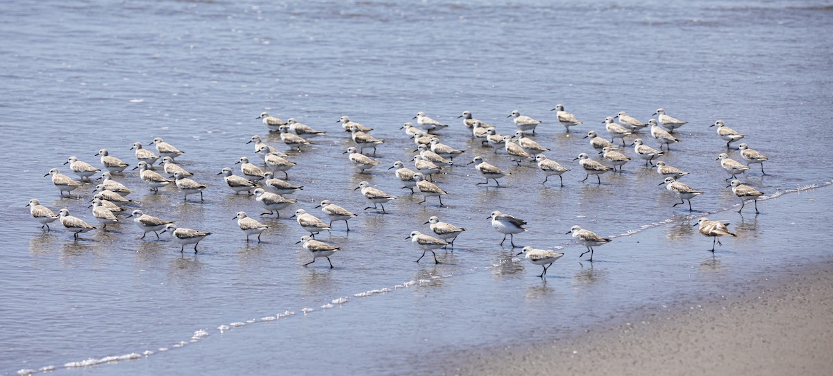 Sanderling - ML305403441