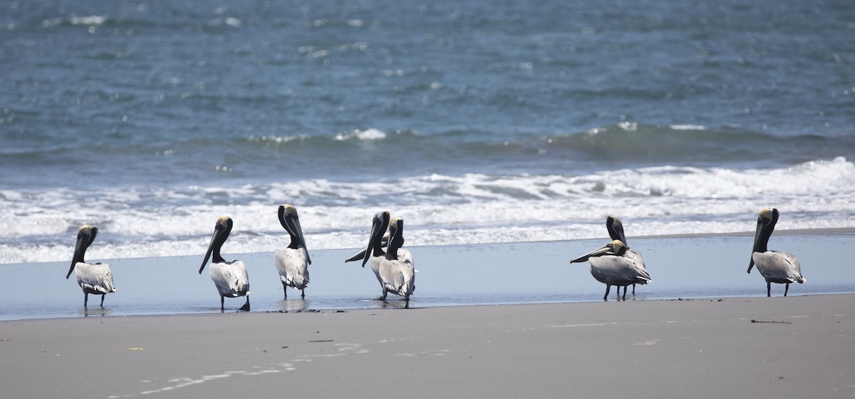 Brown Pelican - ML305403481