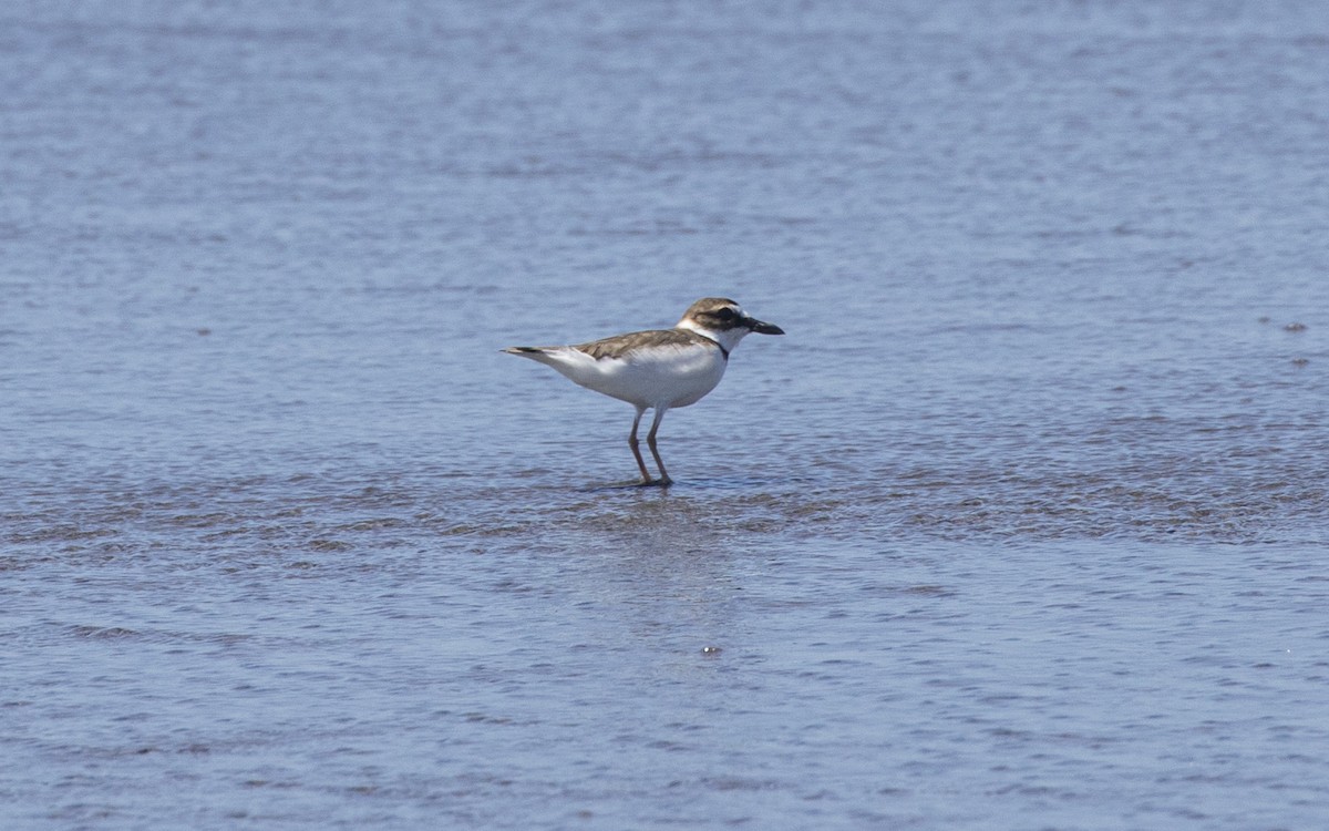 Wilson's Plover - ML305403671