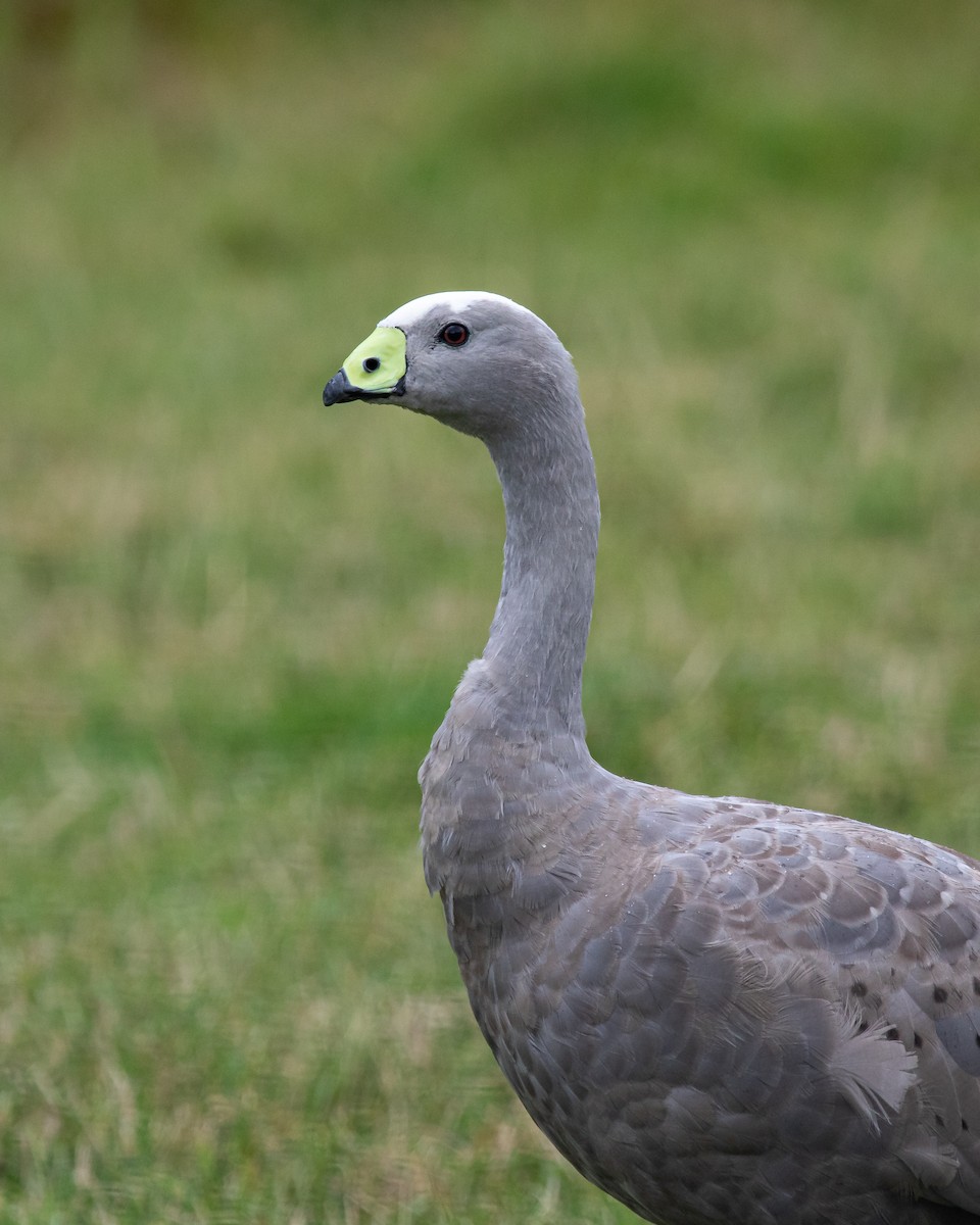 Cape Barren Goose - Louis Backstrom