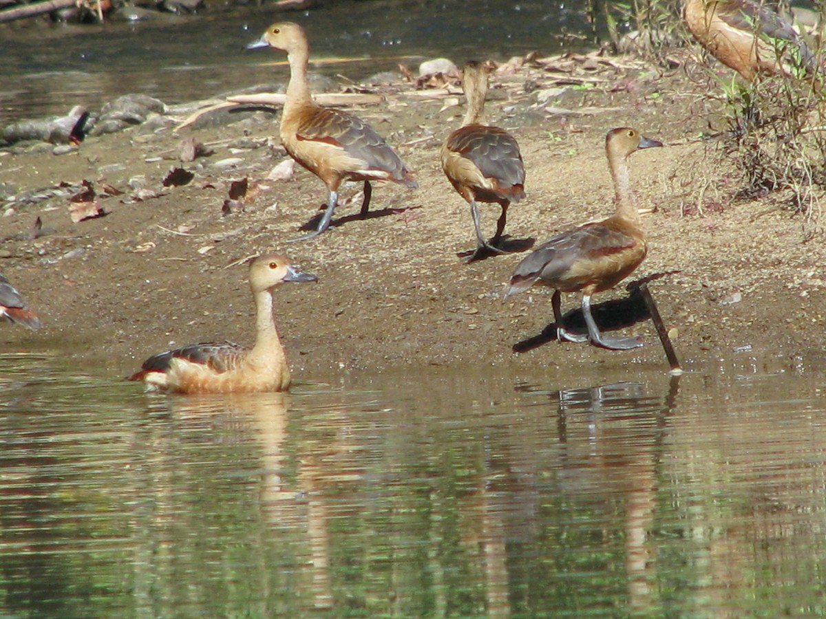 Lesser Whistling-Duck - ML30540491