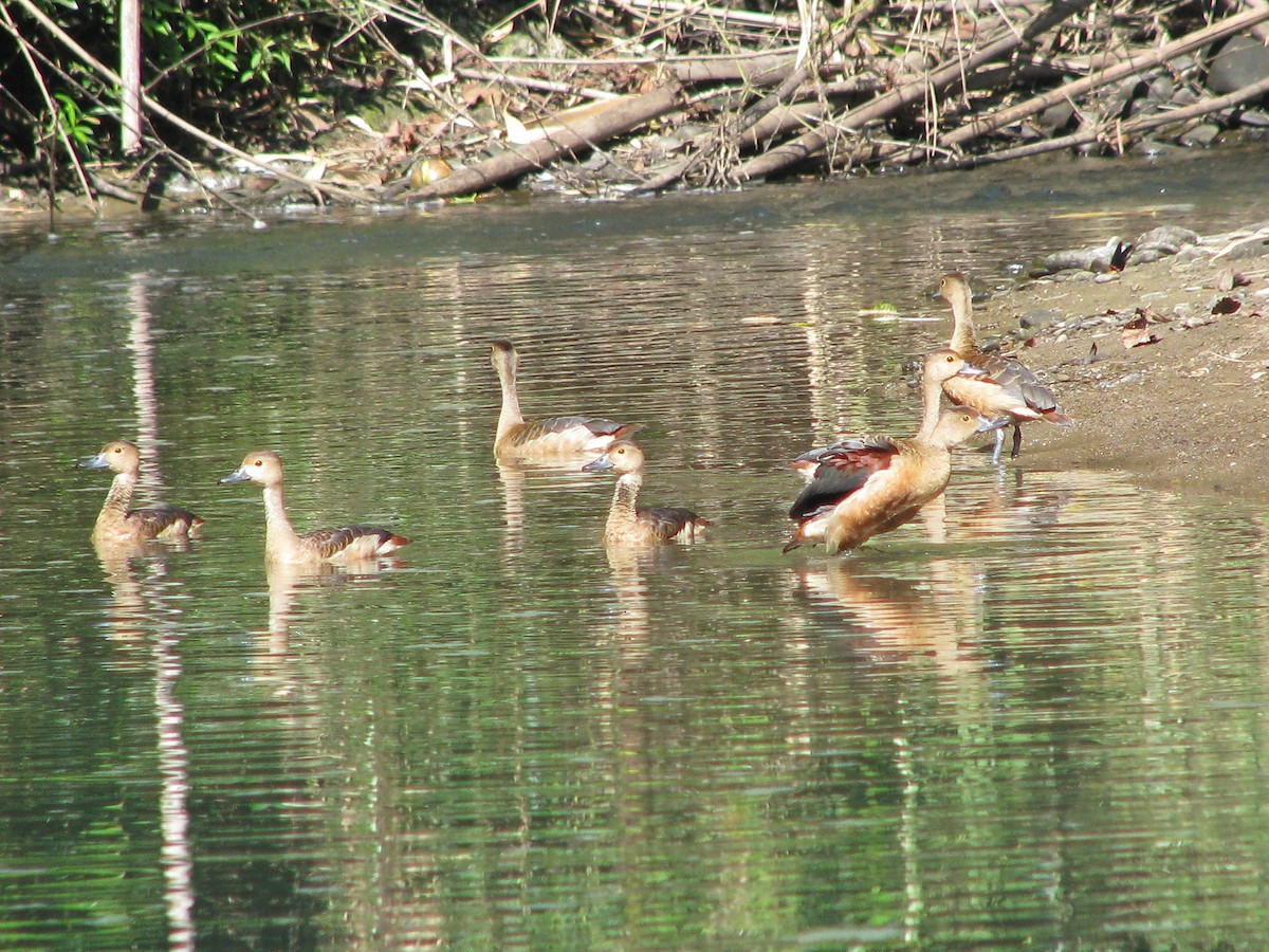 Lesser Whistling-Duck - ML30540511