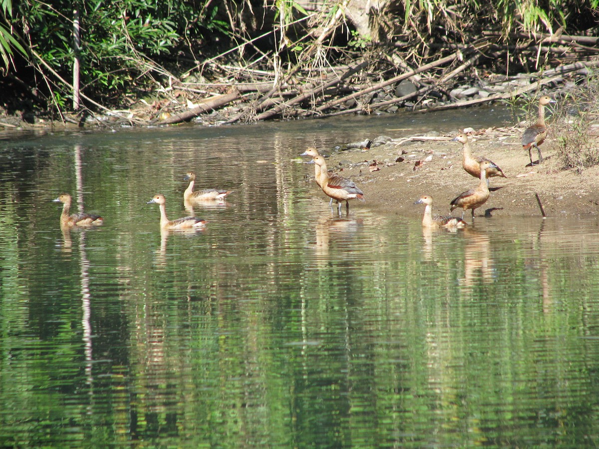 Lesser Whistling-Duck - ML30540521