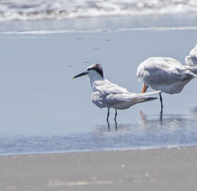 Sandwich Tern - ML305405271