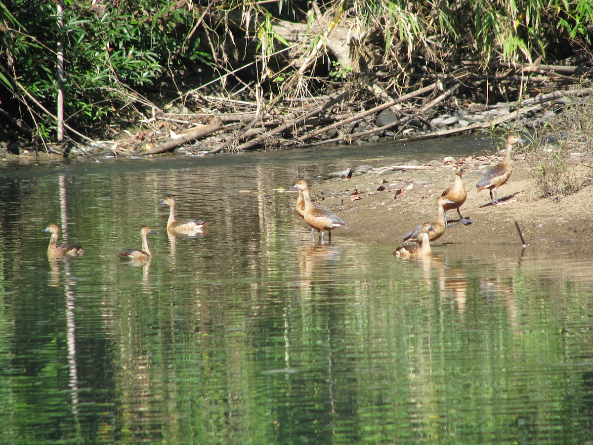 Lesser Whistling-Duck - ML30540531