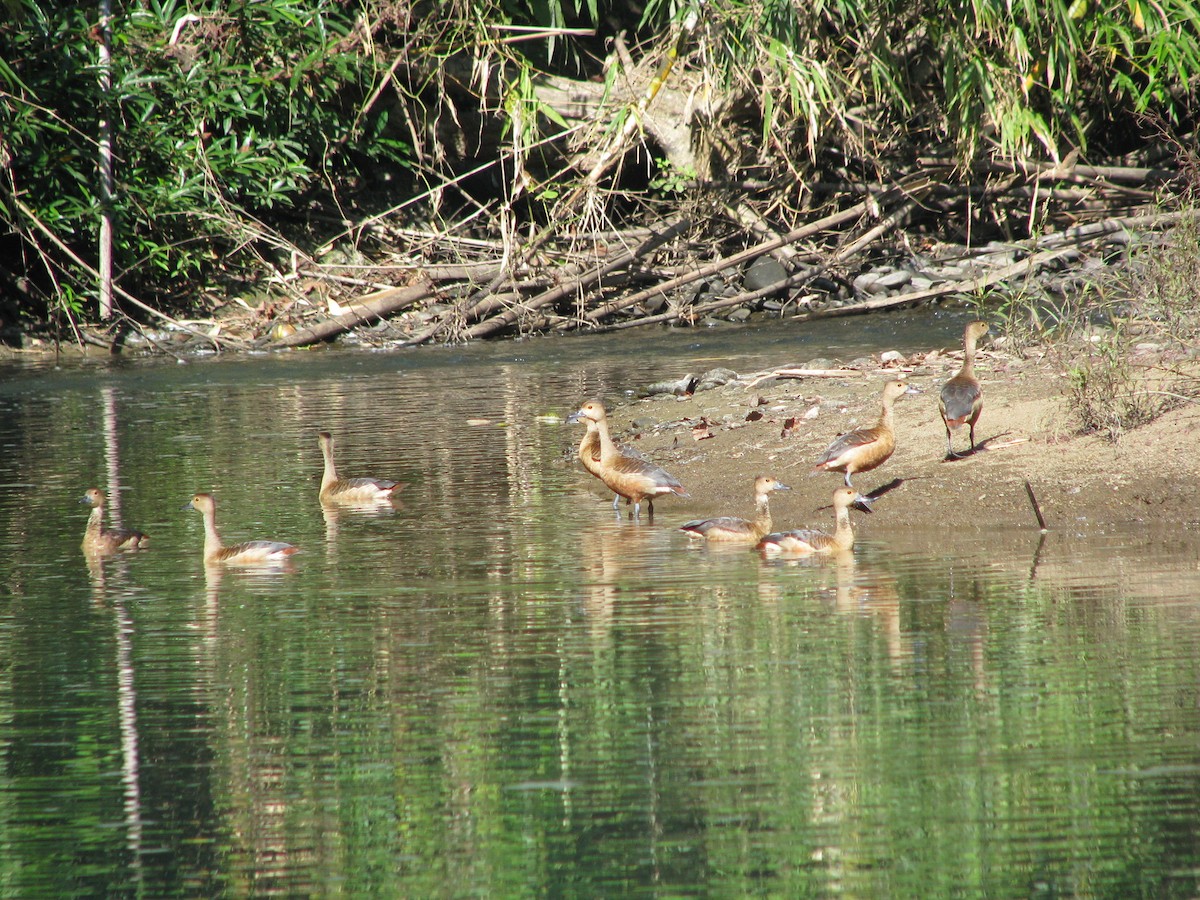 Lesser Whistling-Duck - ML30540541