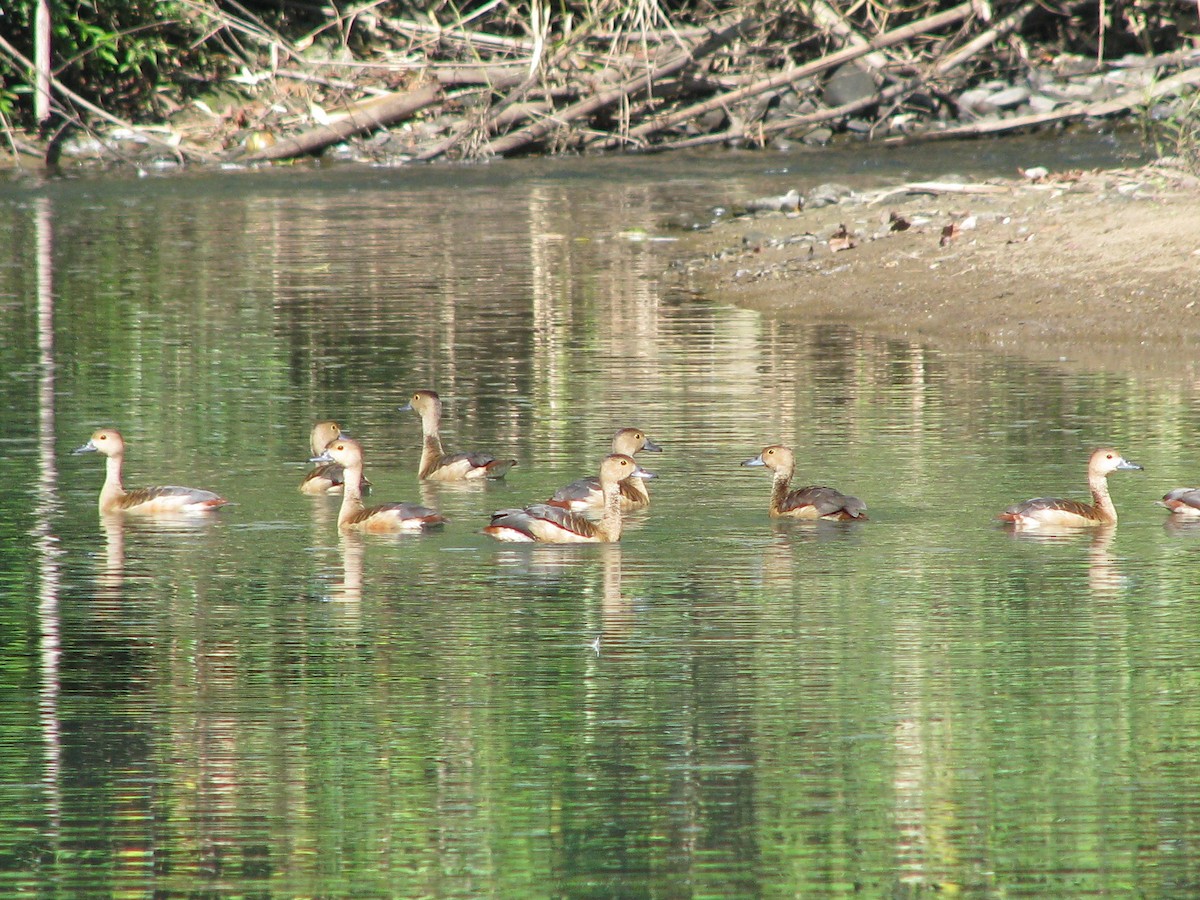 Lesser Whistling-Duck - ML30540551