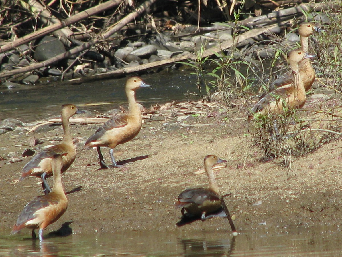 Lesser Whistling-Duck - ML30540561