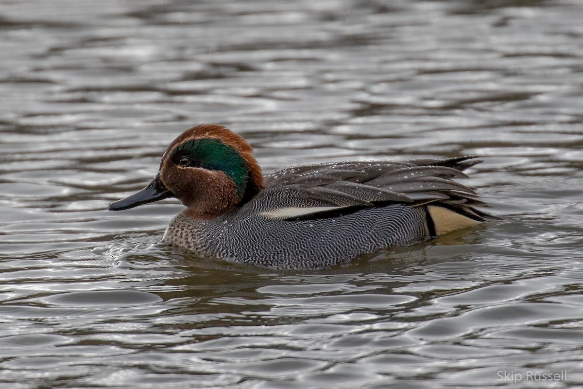 Green-winged Teal (Eurasian) - Skip Russell