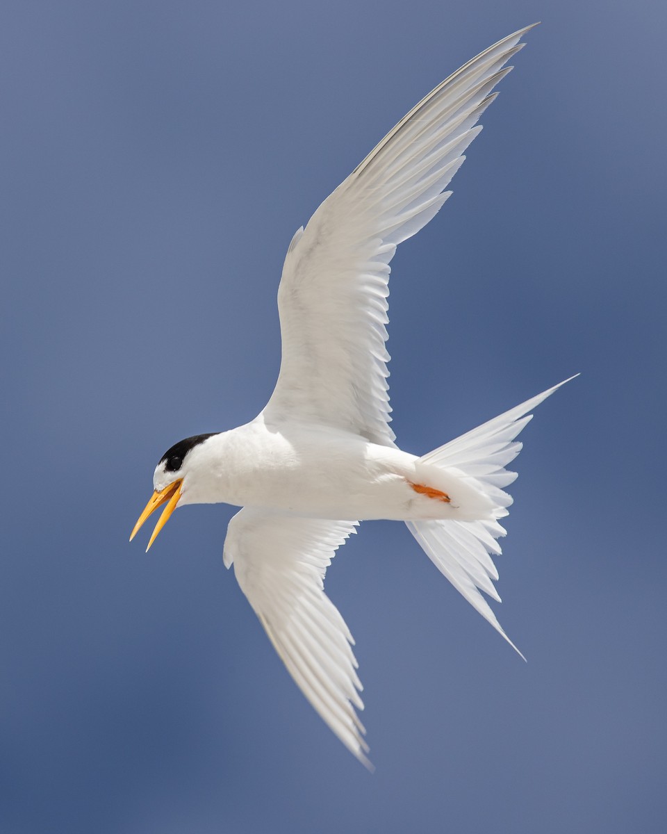 Australian Fairy Tern - ML305405951