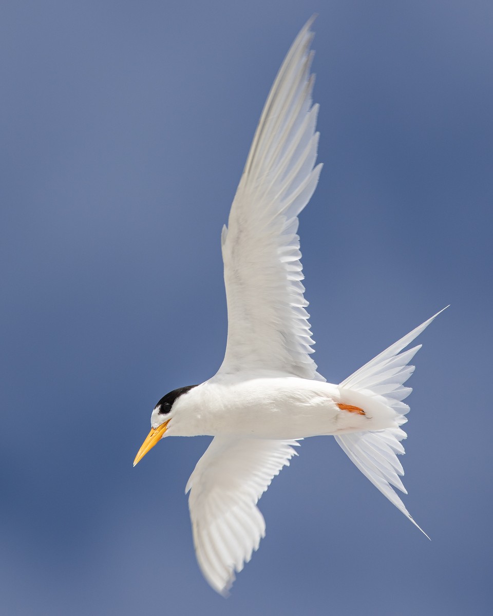 Australian Fairy Tern - ML305405991