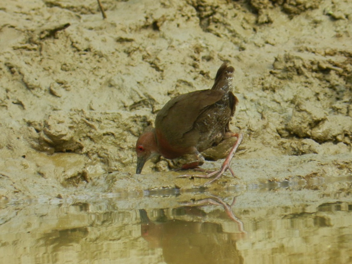 Ruddy-breasted Crake - ML30540631