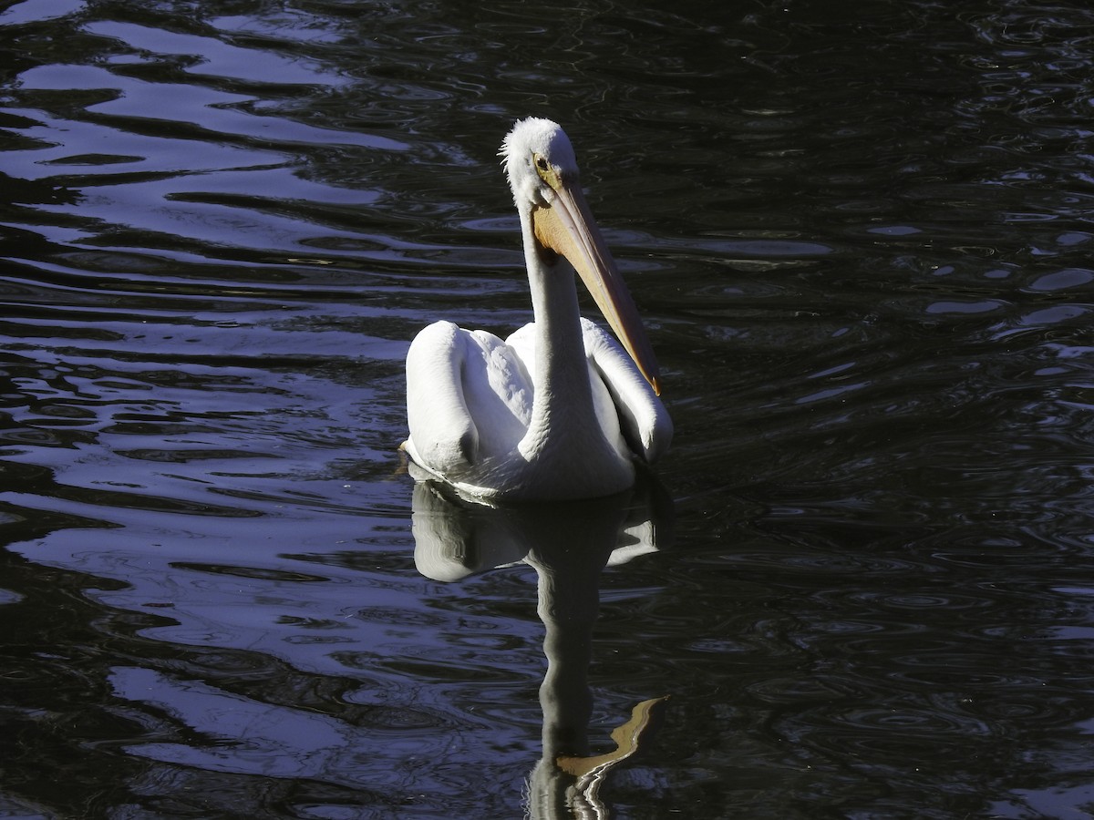 American White Pelican - ML305408351