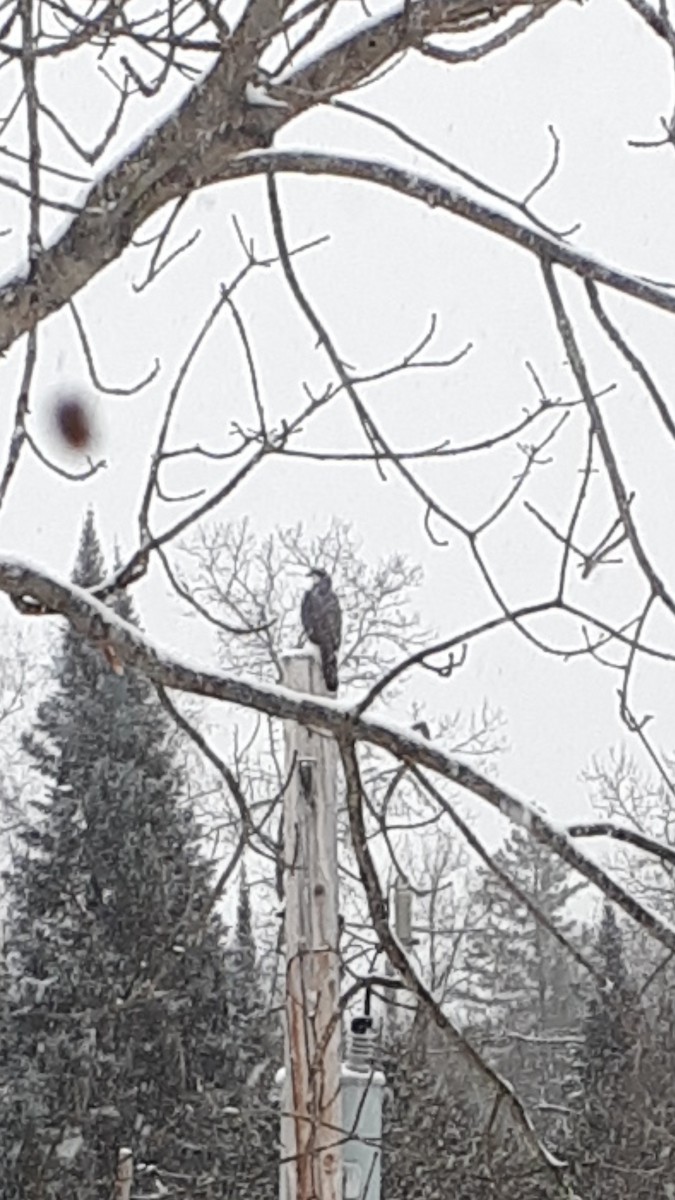 American Goshawk - ML305411361