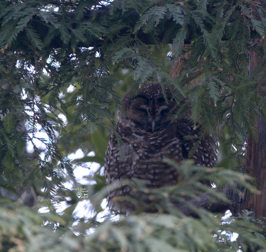 Spotted Owl - ML305412721