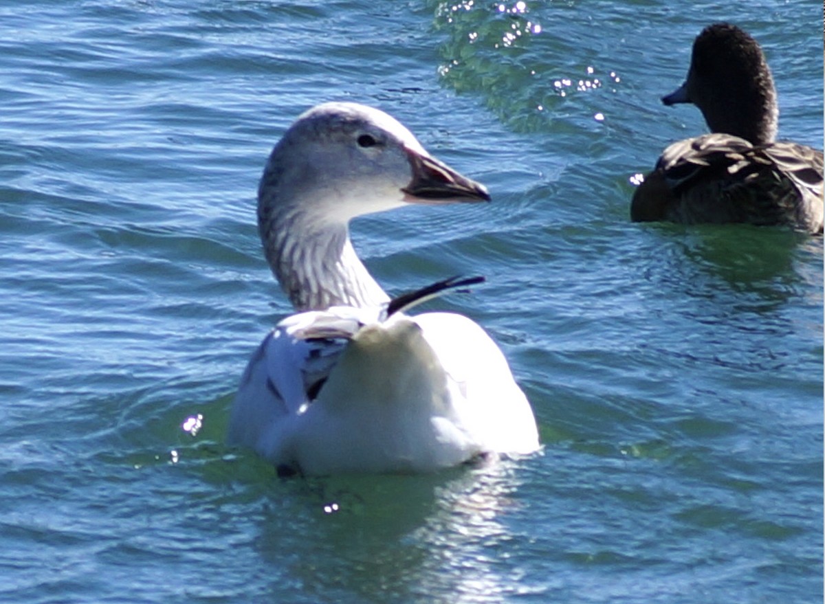 Snow Goose - Susan Myrland