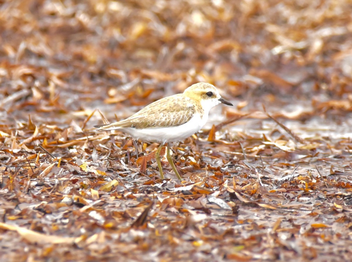 Red-capped Plover - ML305413641