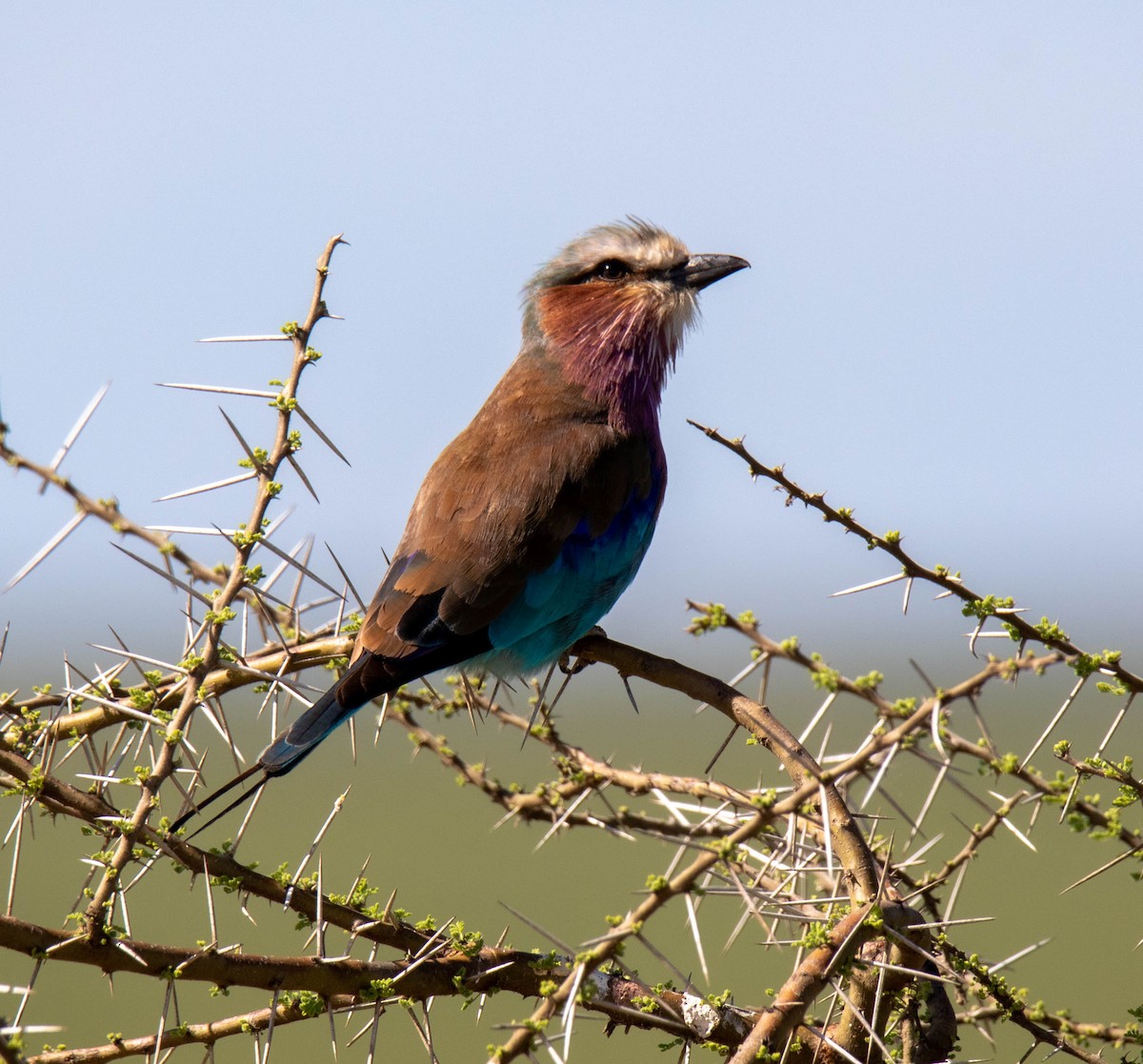 Lilac-breasted Roller - ML305414271
