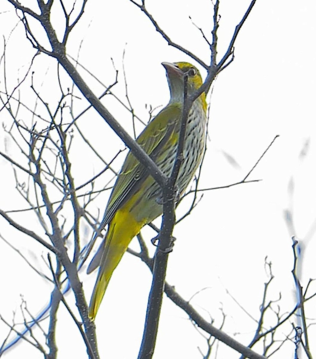 Black-naped Oriole (East Asian) - ML305415081