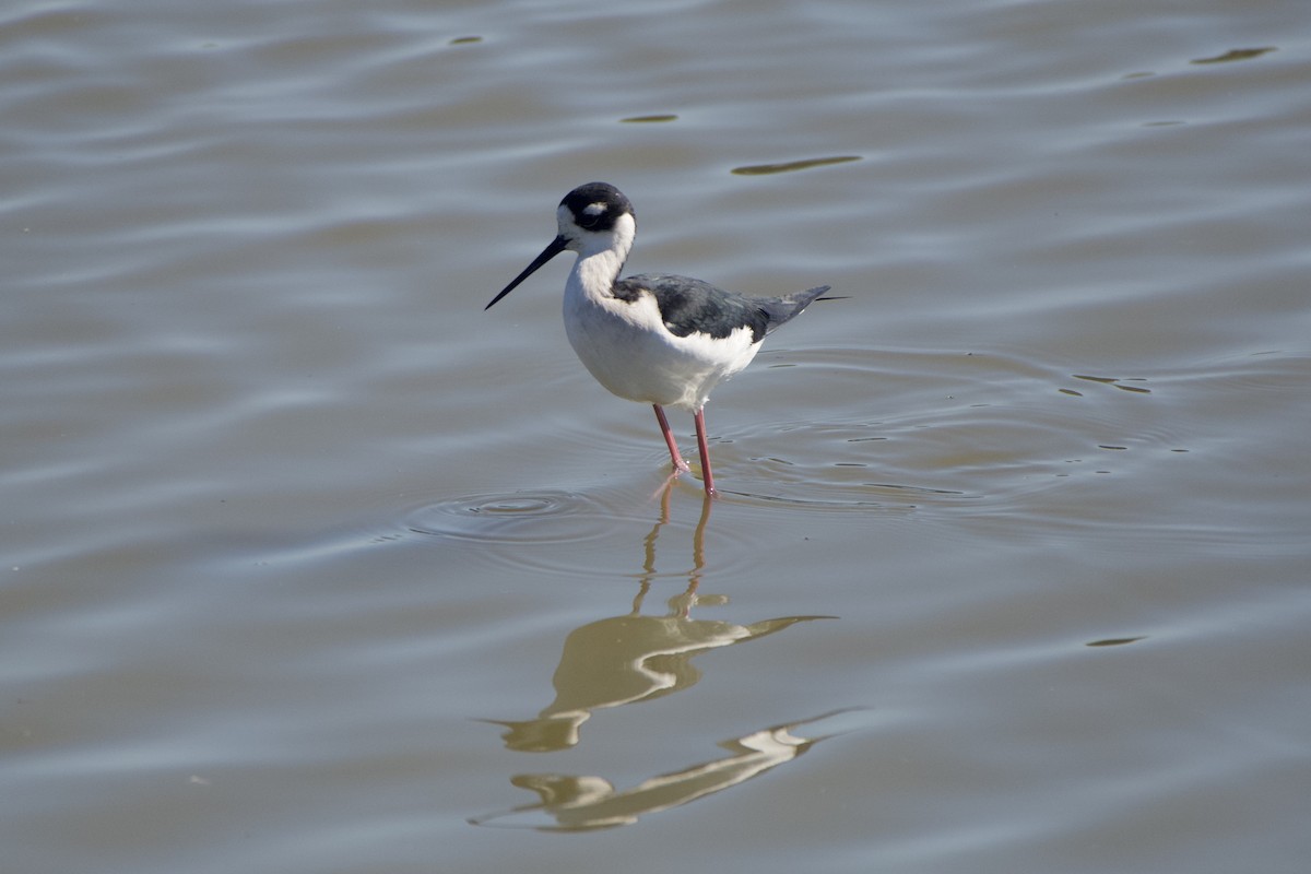 Black-necked Stilt - Dario Taraborelli