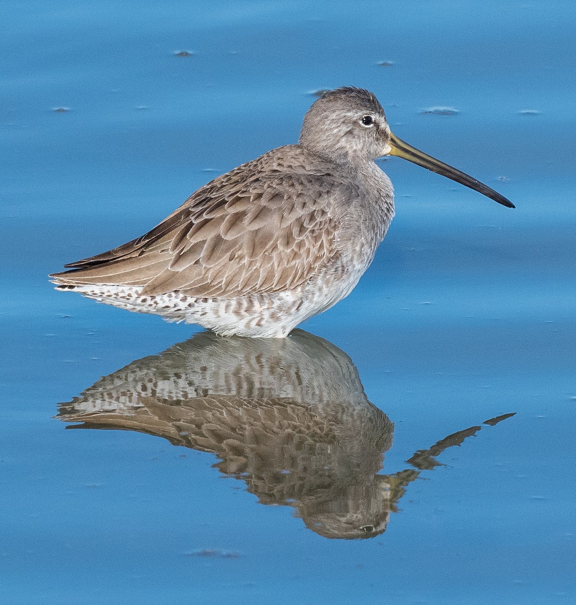 Short-billed Dowitcher - Michael  Hingerty