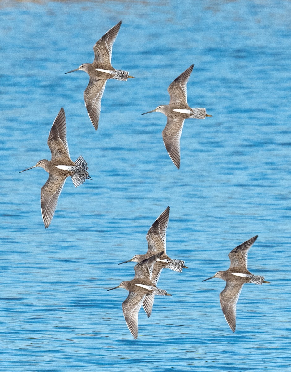 Short-billed Dowitcher - Michael  Hingerty