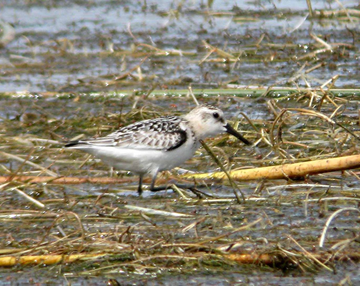 Sanderling - ML30542331