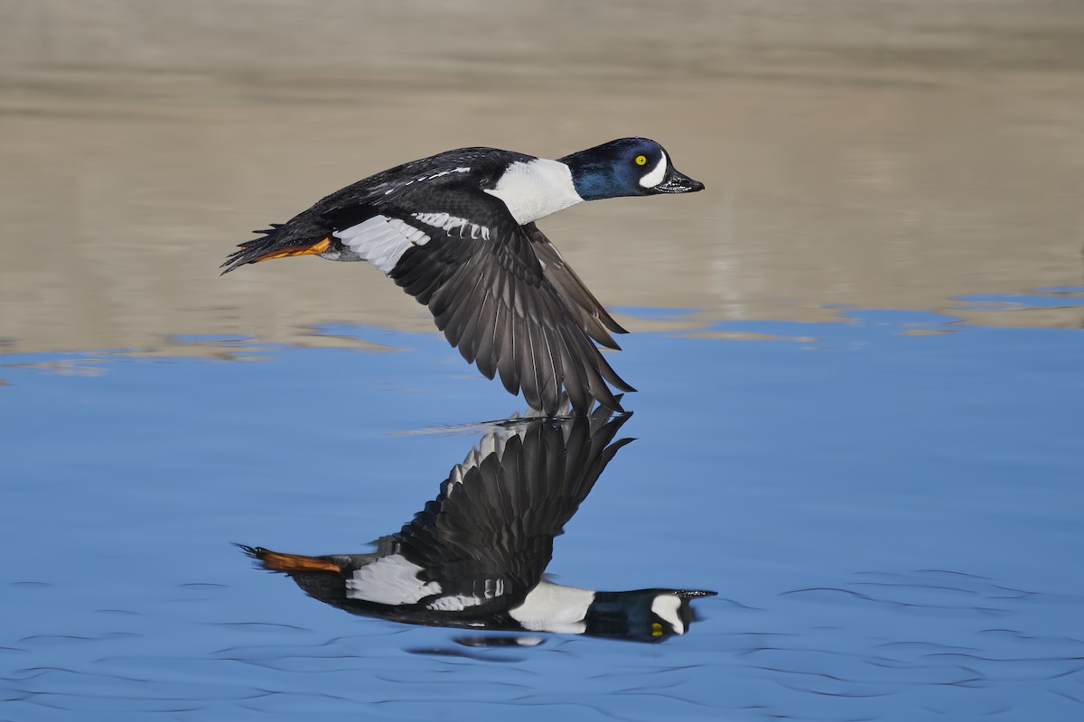 Barrow's Goldeneye - ML305423331