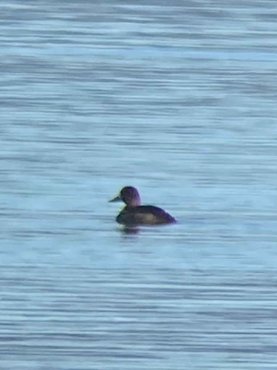 Greater Scaup - ML305423501