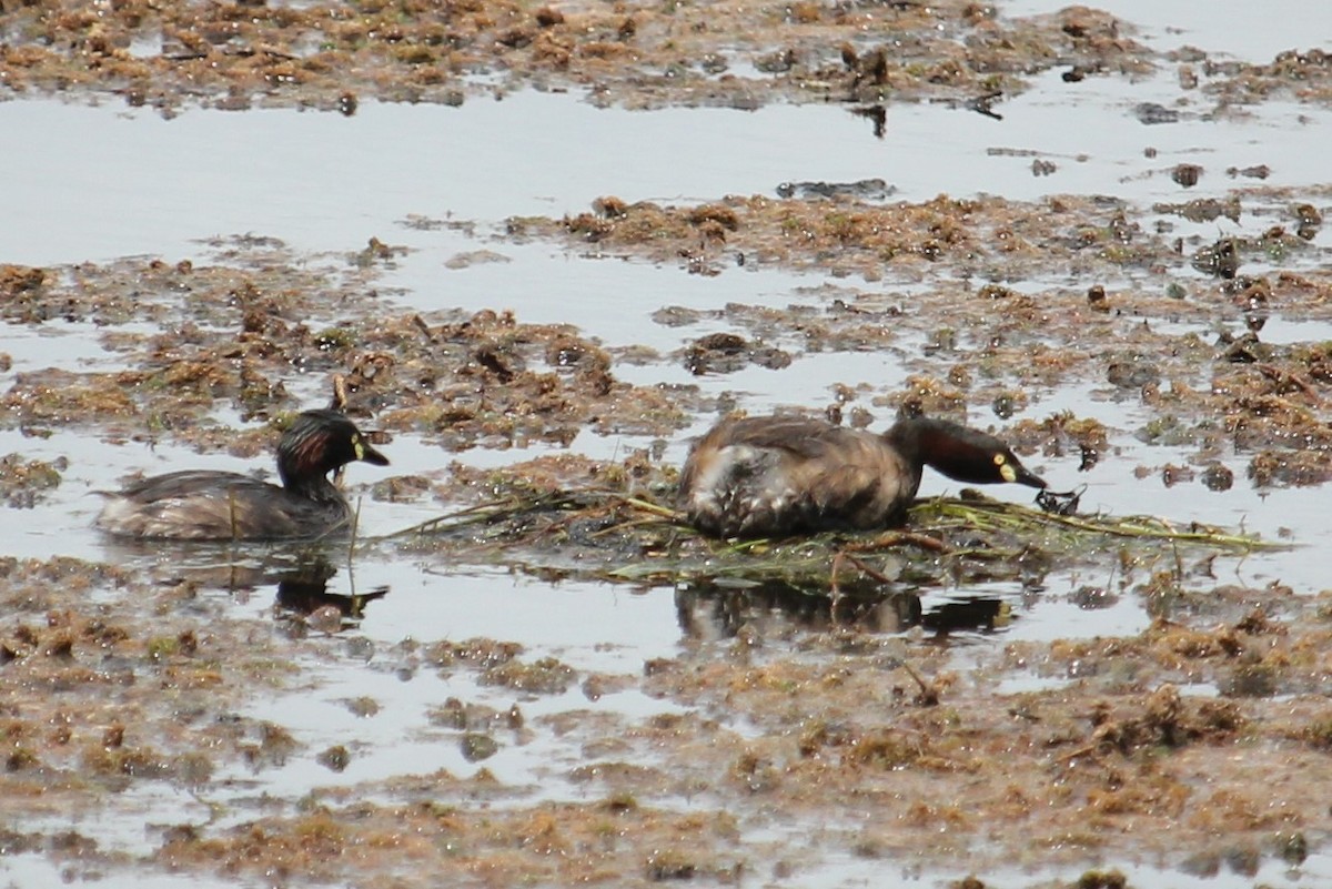 Australasian Grebe - Darron Gedge