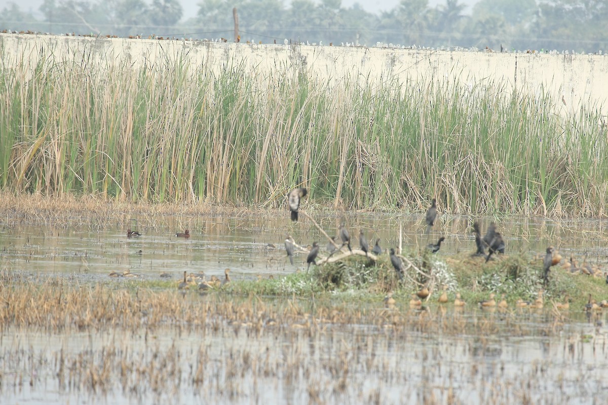 Ferruginous Duck - Debashis Chowdhury