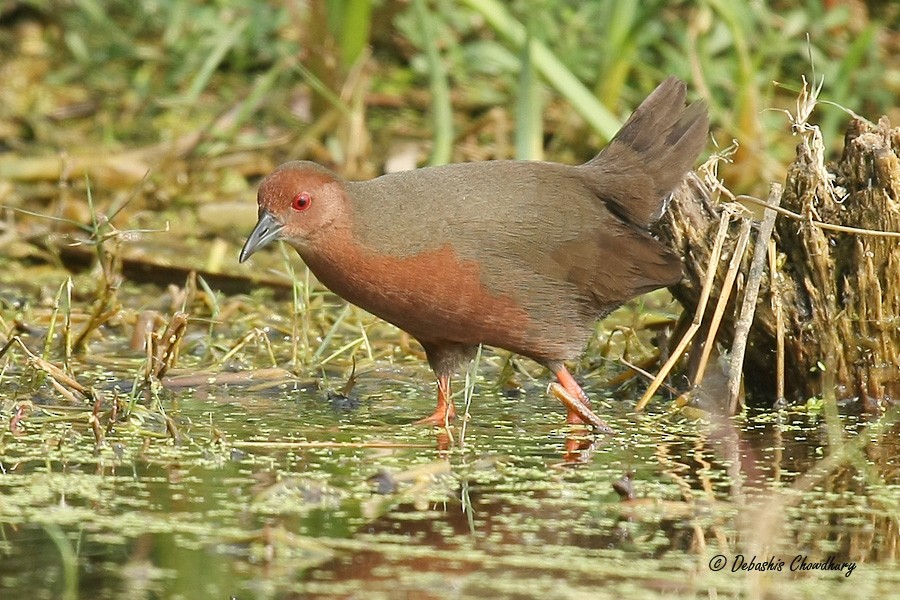 Ruddy-breasted Crake - Debashis Chowdhury