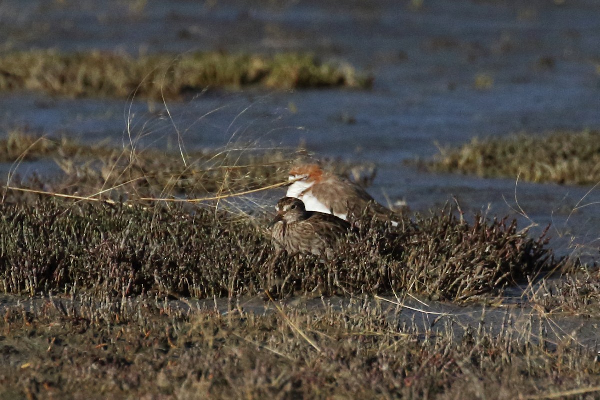 Pectoral Sandpiper - Chrissy Freestone