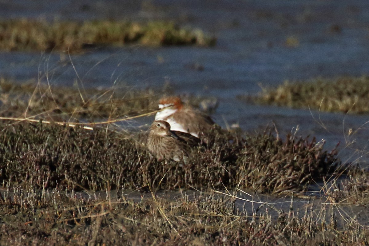 アメリカウズラシギ - ML305433571