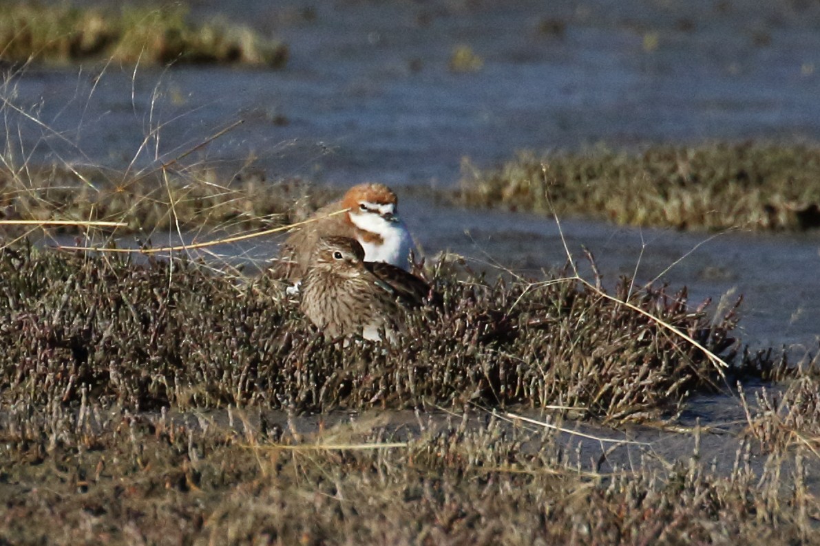Bécasseau à poitrine cendrée - ML305433581