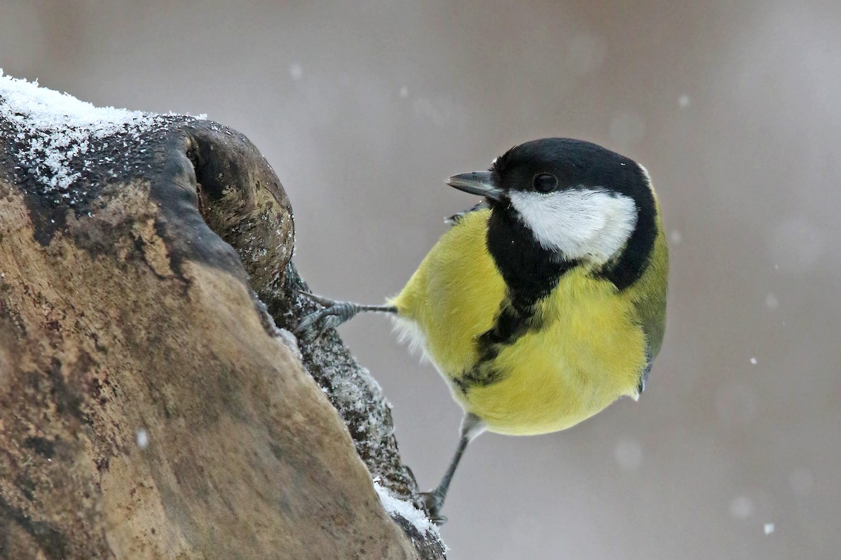 Great Tit - Volker Hesse