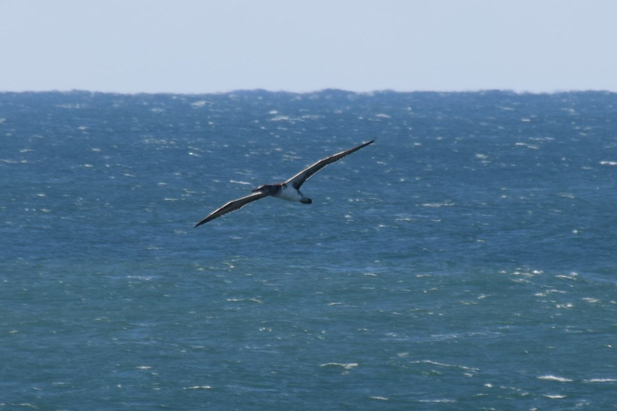 Australasian Gannet - ML30543541