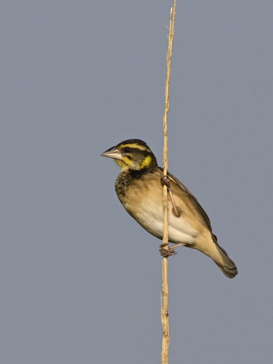 Black-breasted Weaver - ML305435441