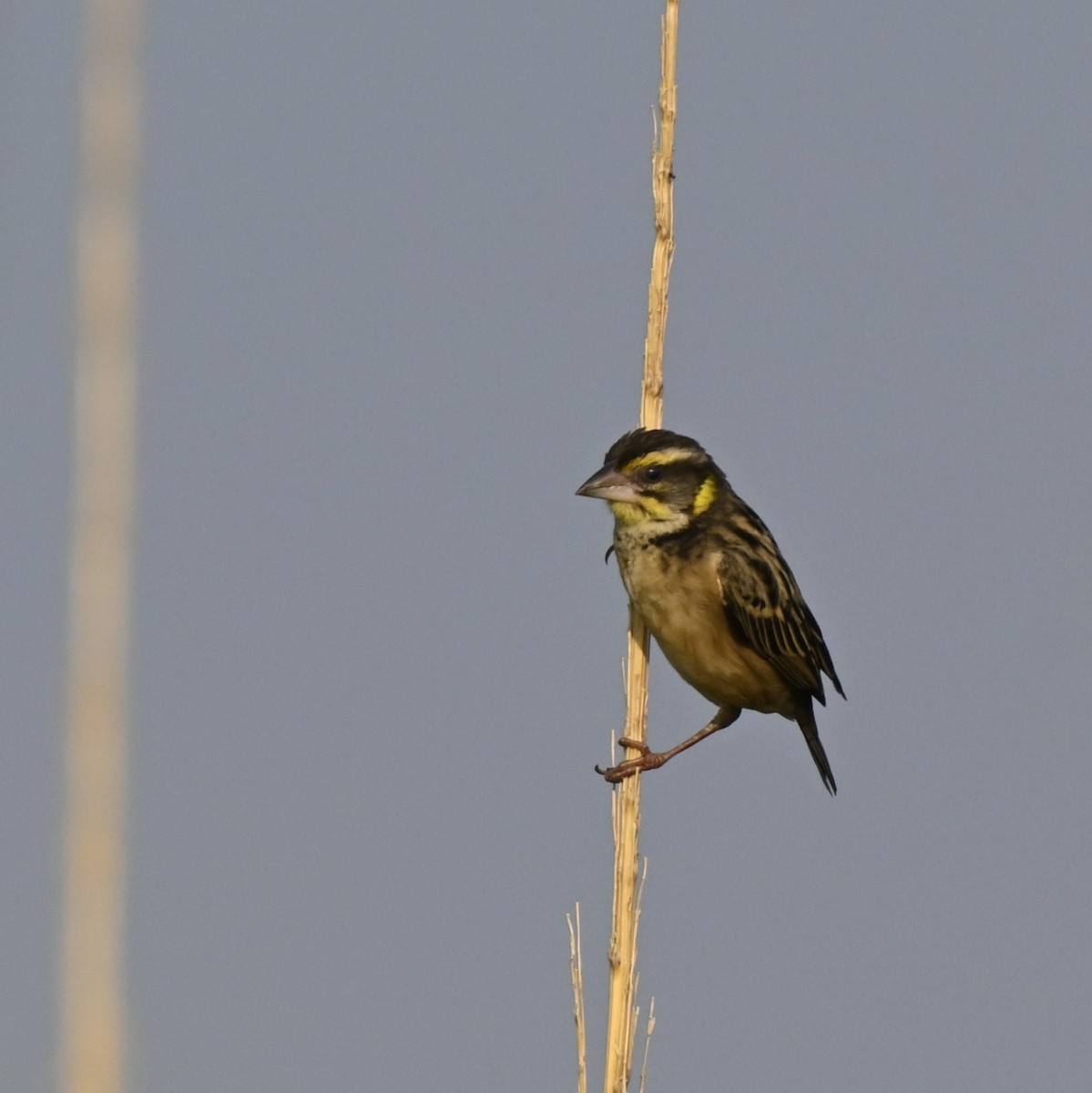 Black-breasted Weaver - Pratik Kamu