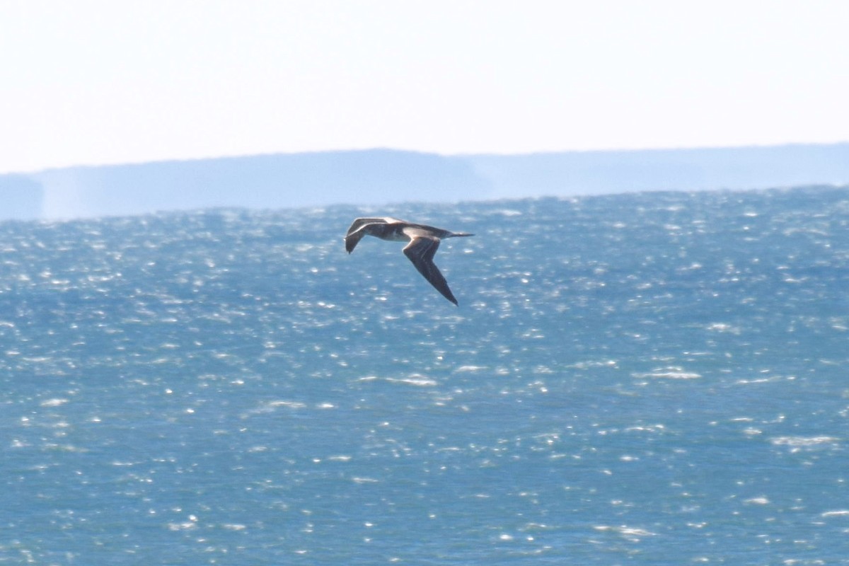Australasian Gannet - ML30543561