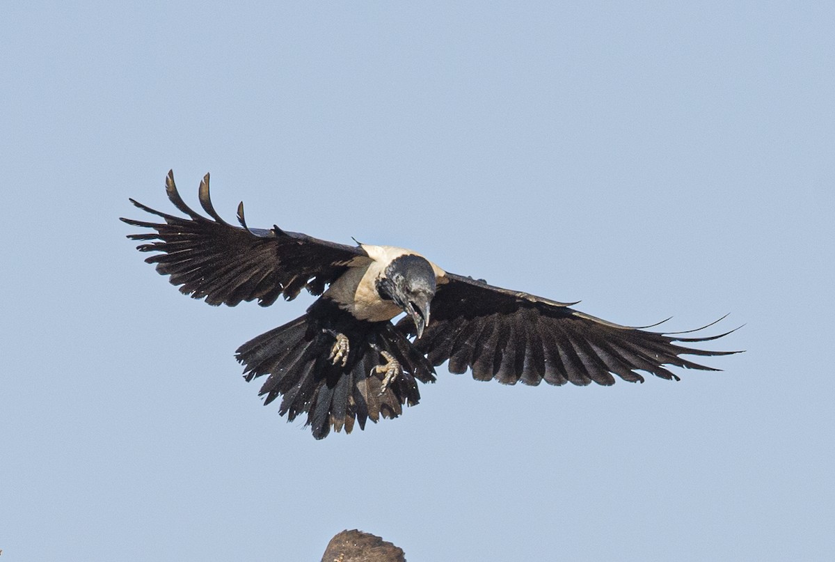 Pied Crow - ML305435941