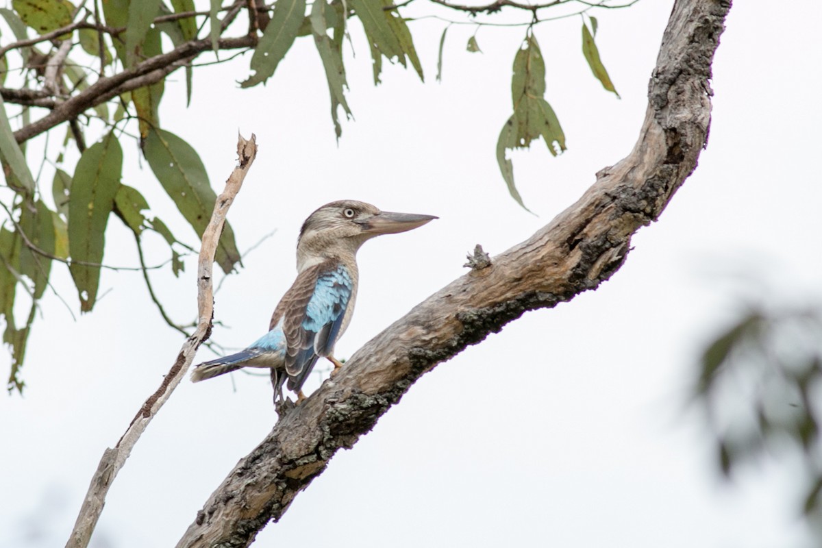 Blue-winged Kookaburra - ML30543671