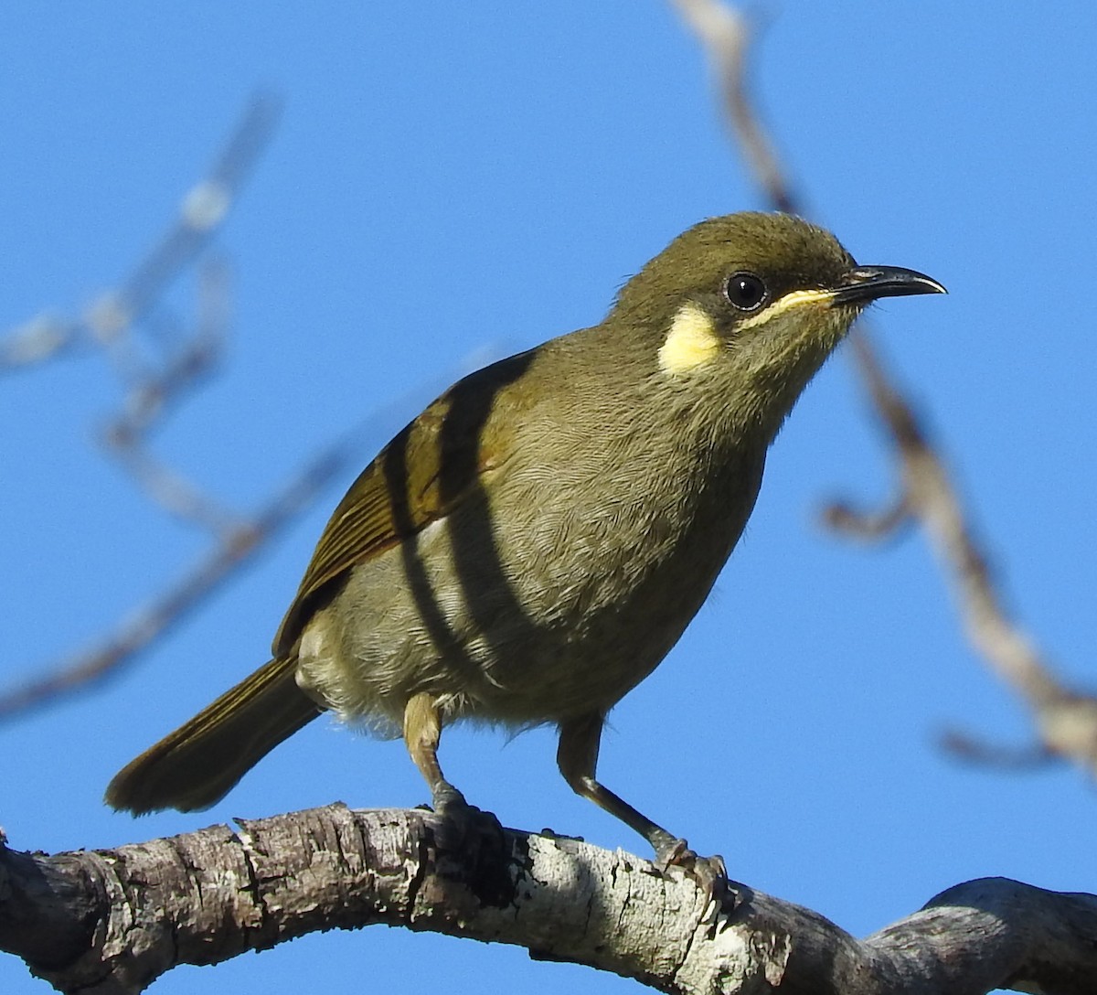 Yellow-spotted Honeyeater - Niel Bruce