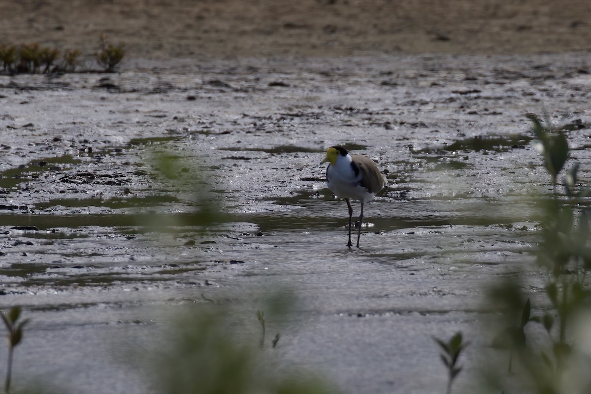 Masked Lapwing - ML305437981