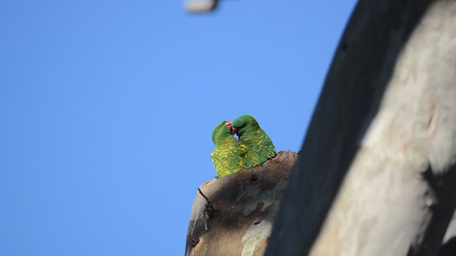 Scaly-breasted Lorikeet - ML305438731