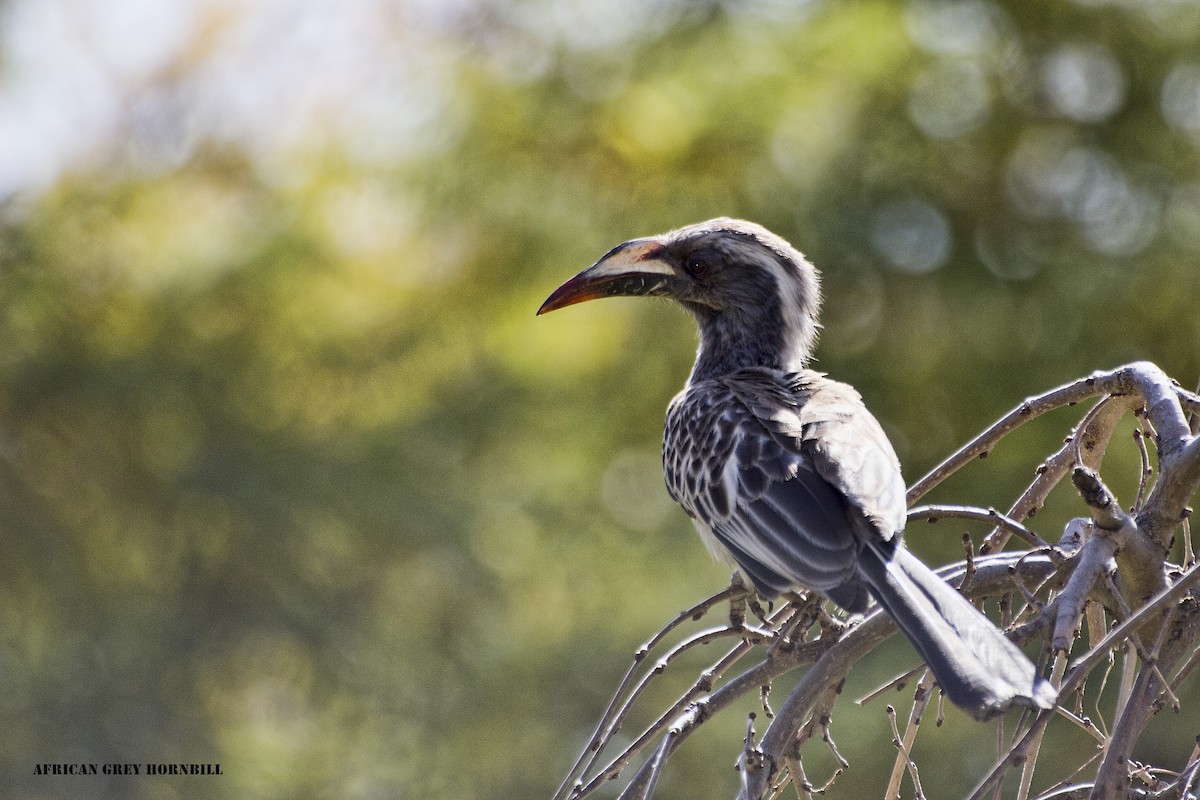 African Gray Hornbill - ML305440381