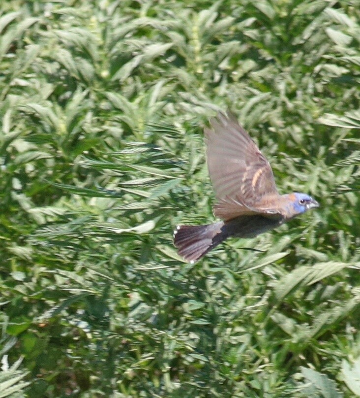 Blue Grosbeak - ML30544151