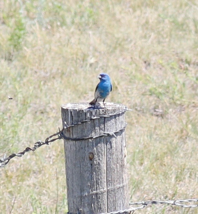 Hybride Passerin azuré x P. indigo - ML30544161