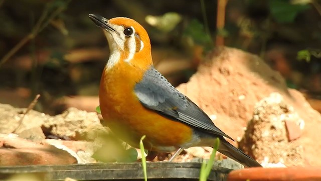 Orange-headed Thrush - ML305441781